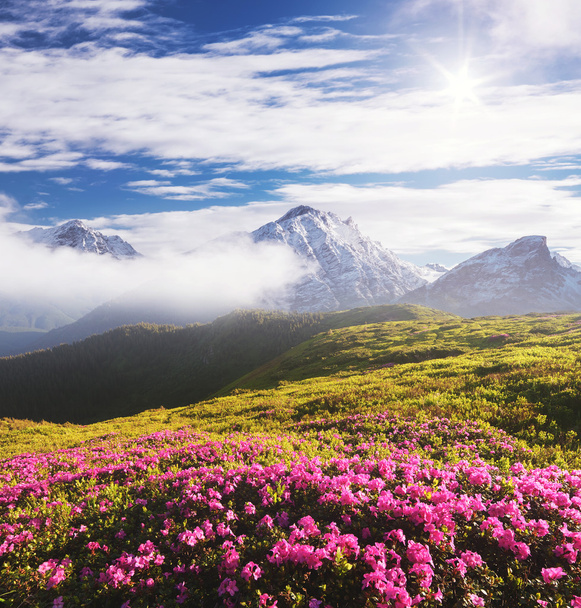 山の中にピンクの花が咲く夏の風景 - 写真・画像