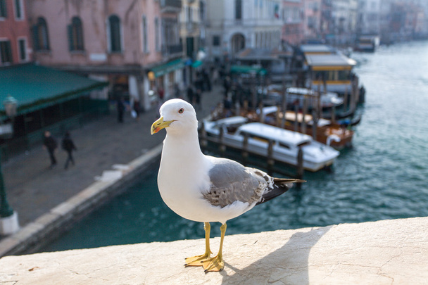 Gaviota en Venecia
 - Foto, Imagen
