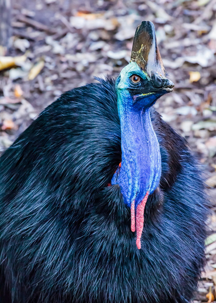 Close up of a Cassowary - Photo, Image
