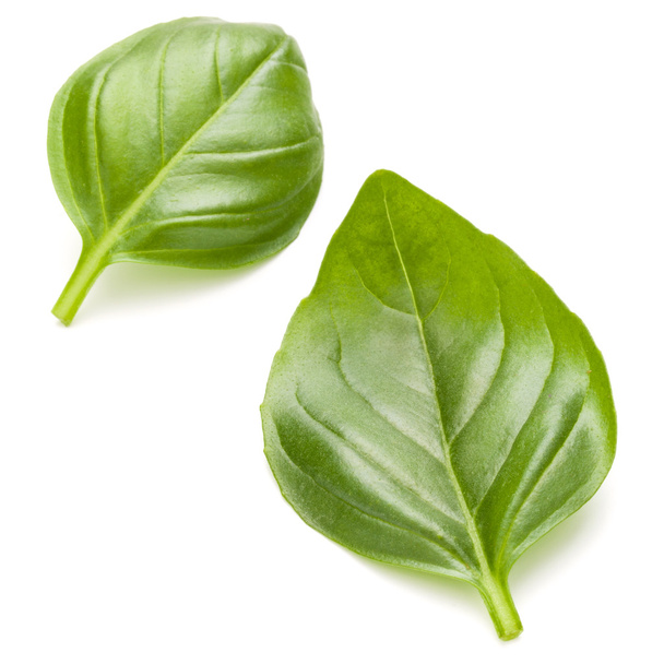 Sweet basil herb leaves  - Фото, изображение