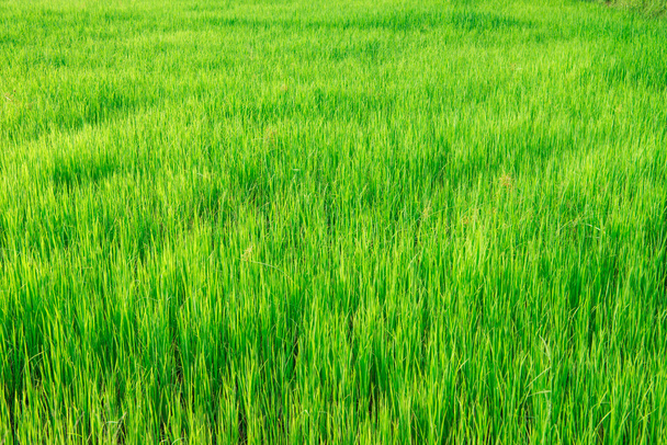 The Rice fields in the northeast of Thailand. - Photo, Image