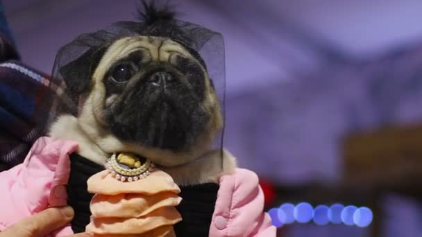 Pug femenino con vestido sofisticado y accesorio de velo posando para fotógrafa
 - Metraje, vídeo