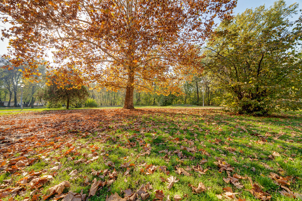 Begin van de herfst in het park met uitzicht op boom, dagtijd - Foto, afbeelding