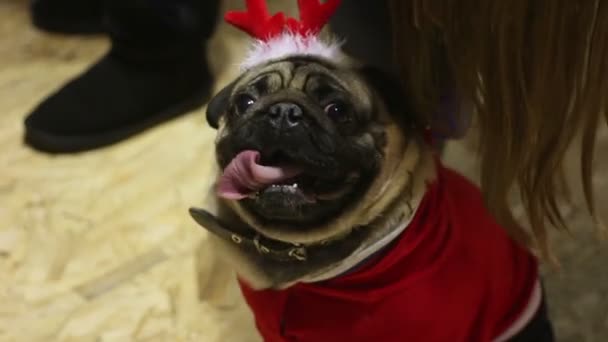 Милый мопс в праздничном костюме, демонстрирует собачью моду на собачьей выставке
 - Кадры, видео