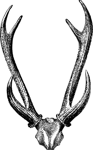 ヴィンテージ画像鹿の頭蓋骨の角 - 写真・画像
