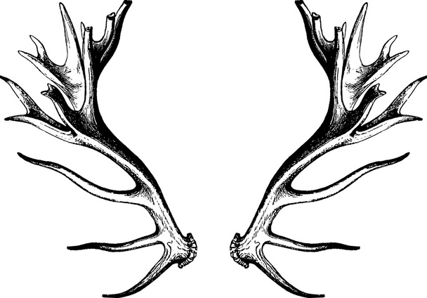 Винтажные оленьи рога
 - Фото, изображение