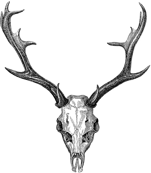 Винтажные изображения череп оленя, рога
 - Фото, изображение