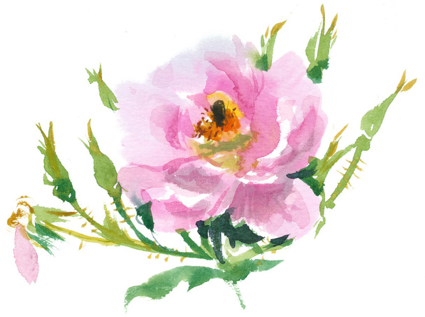  pink rose, watercolor - Foto, Imagen
