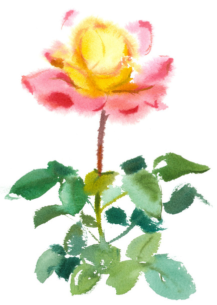  pink rose, watercolor - Foto, afbeelding
