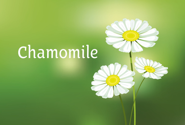 カモミールのベクトル図です。白いデイジーの花装飾  - ベクター画像
