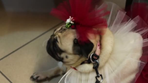 Grappige Fauve mopshond in fancy dress en accessoires, dog's fashion, honden kleding - Video