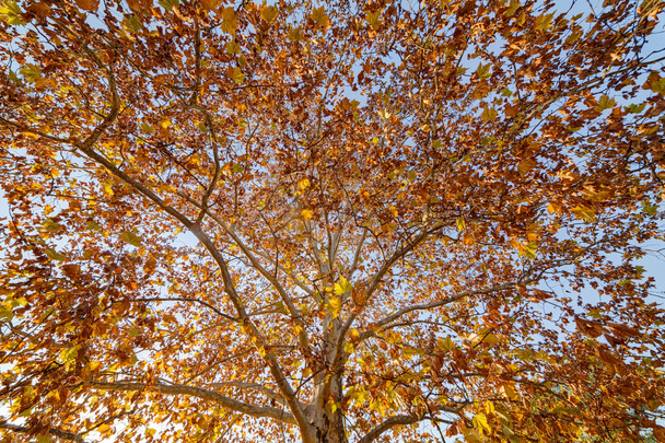 Inizio autunno nel parco
 - Foto, immagini