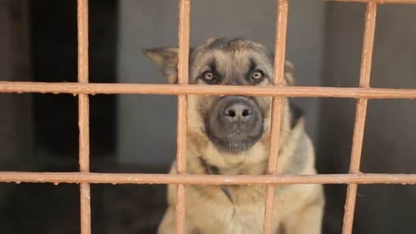 Shepherd dog barks in the cell. Dog in a cage. Dog shelter. - Filmmaterial, Video