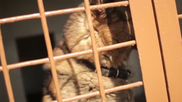 Shepherd dog barks in the cell. Dog in a cage. Dog shelter. Aviary with a dog. - Footage, Video
