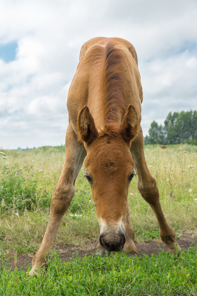 smiling foal in the meadow - Foto, imagen