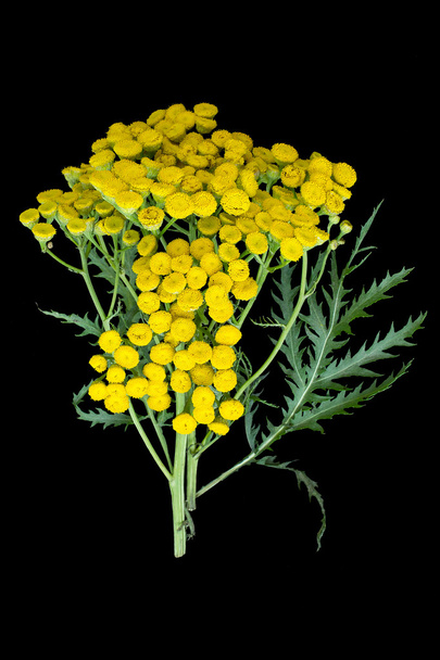 Medicinal plant tansy (Tanacetum vulgare) on a black background  - Photo, Image