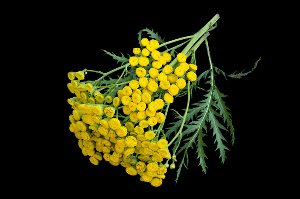 Gyógyászati növény Tansy (Tanacetum vulgare) fekete alapon  - Fotó, kép
