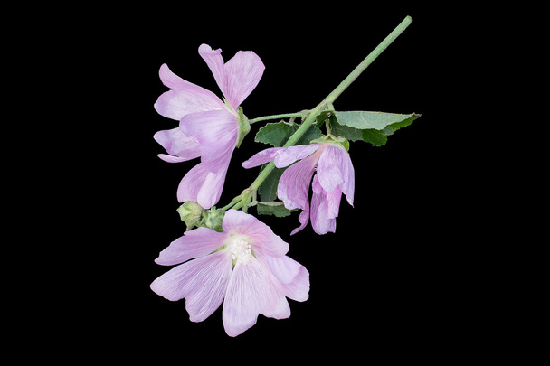 Лікарська рослина Malva moschata на чорному тлі
   - Фото, зображення