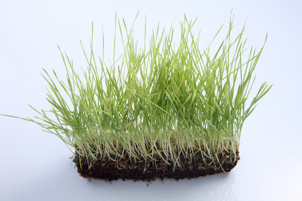 Fresh green wheat grass - Фото, зображення