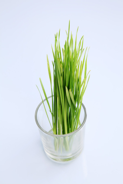 Fresh green wheat grass - Photo, image