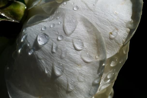 Water Droplets Resting on the Gentle Petal of the Delicate Rose  - Photo, Image