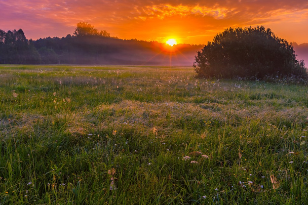 Východ slunce živé letní nad mlha, Magická louka - Fotografie, Obrázek