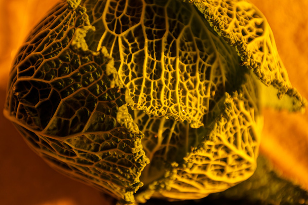 Herfst plantaardige textuur - Foto, afbeelding