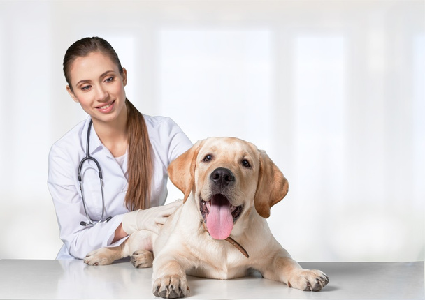 beautiful young veterinarian with a dog  - Fotó, kép