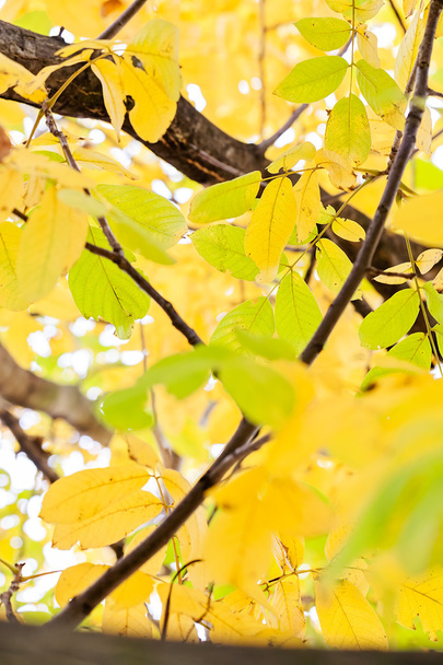  Autumn leaves on the tree - Foto, afbeelding