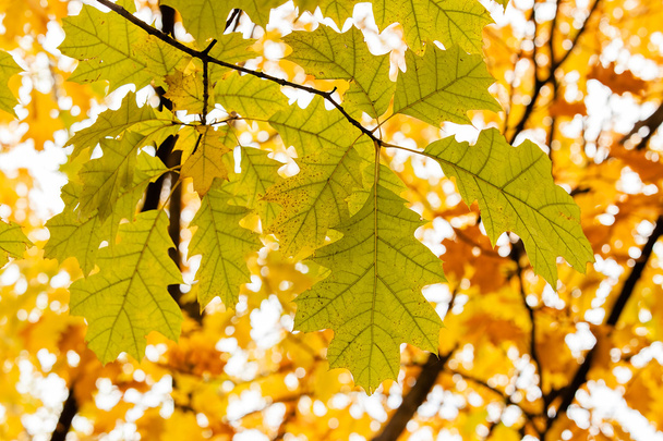  осіннє листя на дереві
 - Фото, зображення