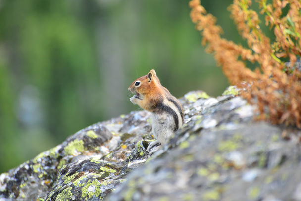 Gouden-Mantelbrulaap grondeekhoorn is een soort eekhoorn gevonden in ma - Foto, afbeelding