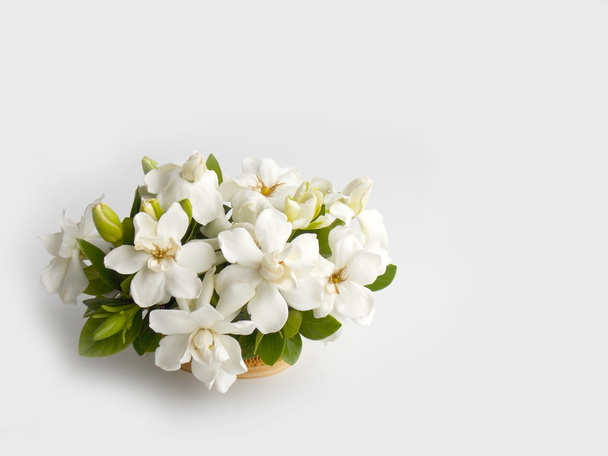 Beautiful white gardenia flower  - Photo, Image
