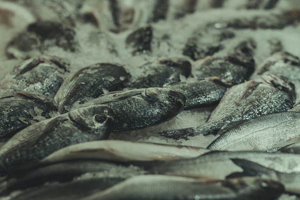 Fresh fish in the market - Фото, зображення