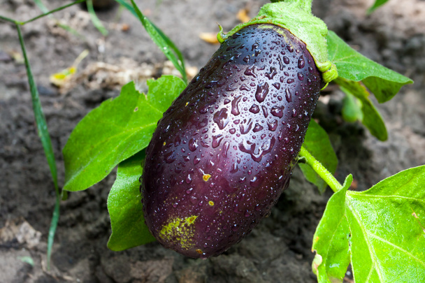 verse aubergine - Foto, afbeelding