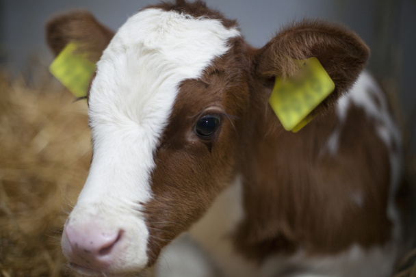納屋の麦わらの一味の赤の子牛のクローズ アップ - 写真・画像