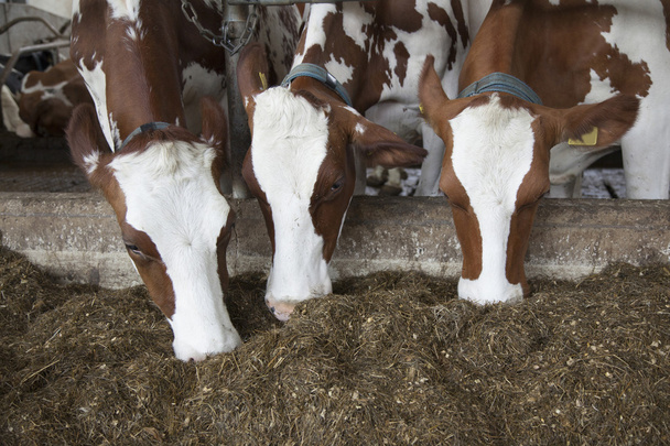 hoofden van drie rood bruin koeien voeding op bereid gras in stabl - Foto, afbeelding