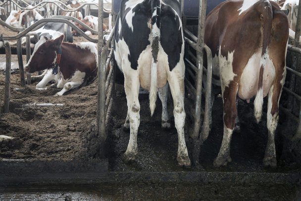 traseros de ganado rojo y negro dentro de establo
 - Foto, imagen