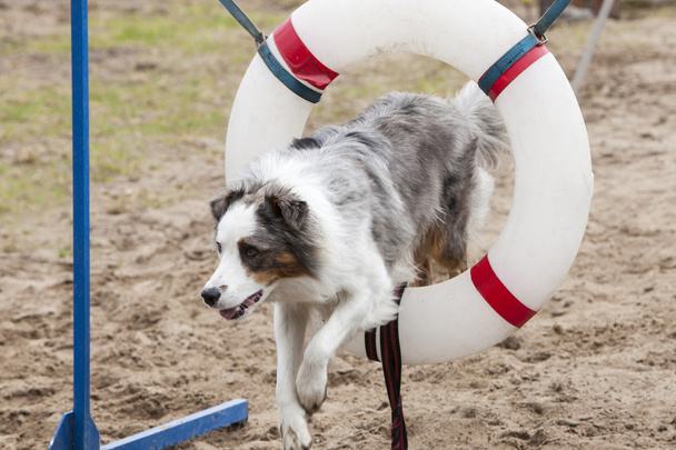 άλματα σκυλιών μέσω hoop - Φωτογραφία, εικόνα