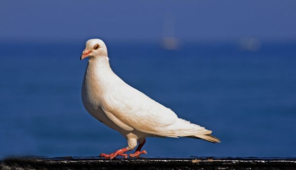 Dove - Фото, изображение