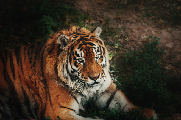 Tiger. Wild cat on nature background - Фото, изображение