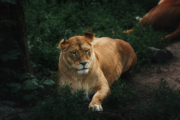 Lioness. Wild cat on nature background - Fotó, kép