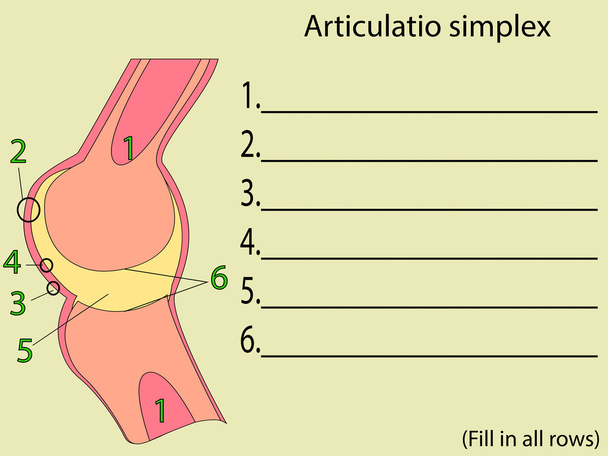Simplex Joint Vektor. Anatomischer Bildungsatlas - Vektor, Bild