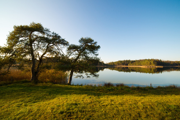 Árboles de pino en la orilla del lago
 - Foto, Imagen