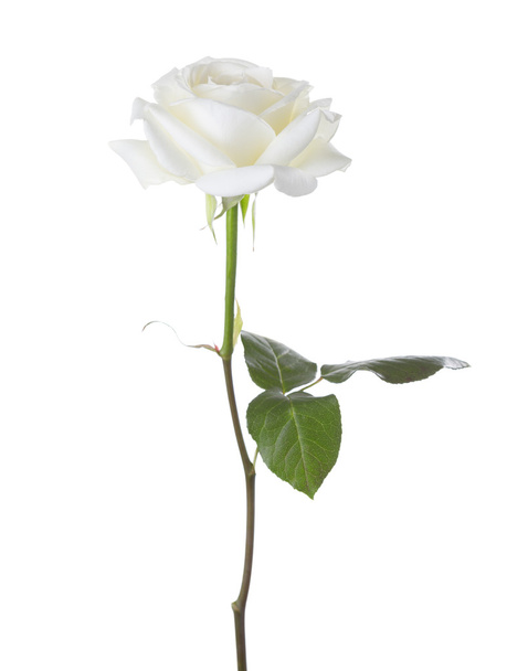 White rose isolated on white background. - Valokuva, kuva