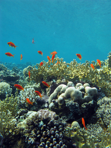 Recifes de coral com peixes exóticos
 - Foto, Imagem