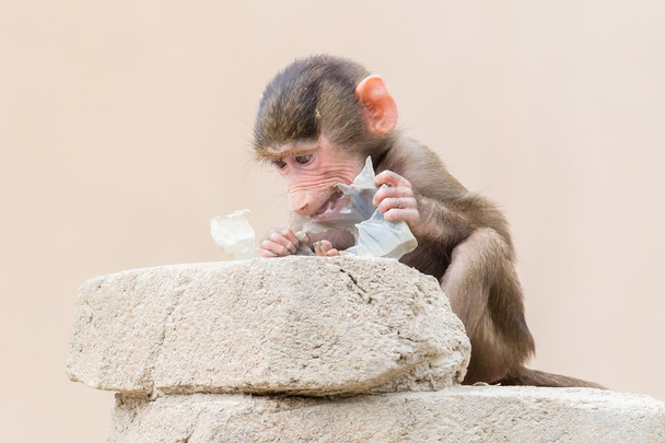 Детеныш бабуина учится есть через игру
 - Фото, изображение