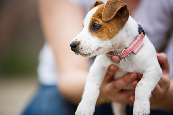 Cãozinho alegre Jack Russell Terrier
 - Foto, Imagem