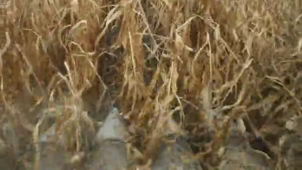 Combine harvester harvesting crop in farmland - Séquence, vidéo