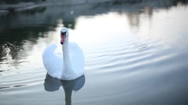 Cisne solitário nada em um pequeno lago
. - Filmagem, Vídeo