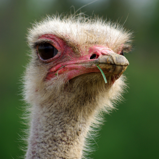 Ostrich head closeup - Fotoğraf, Görsel